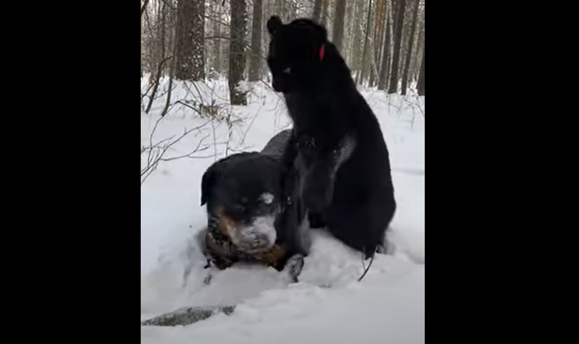 Russie : Les images improbables d'un chien et d'une panthère qui jouent ensemble