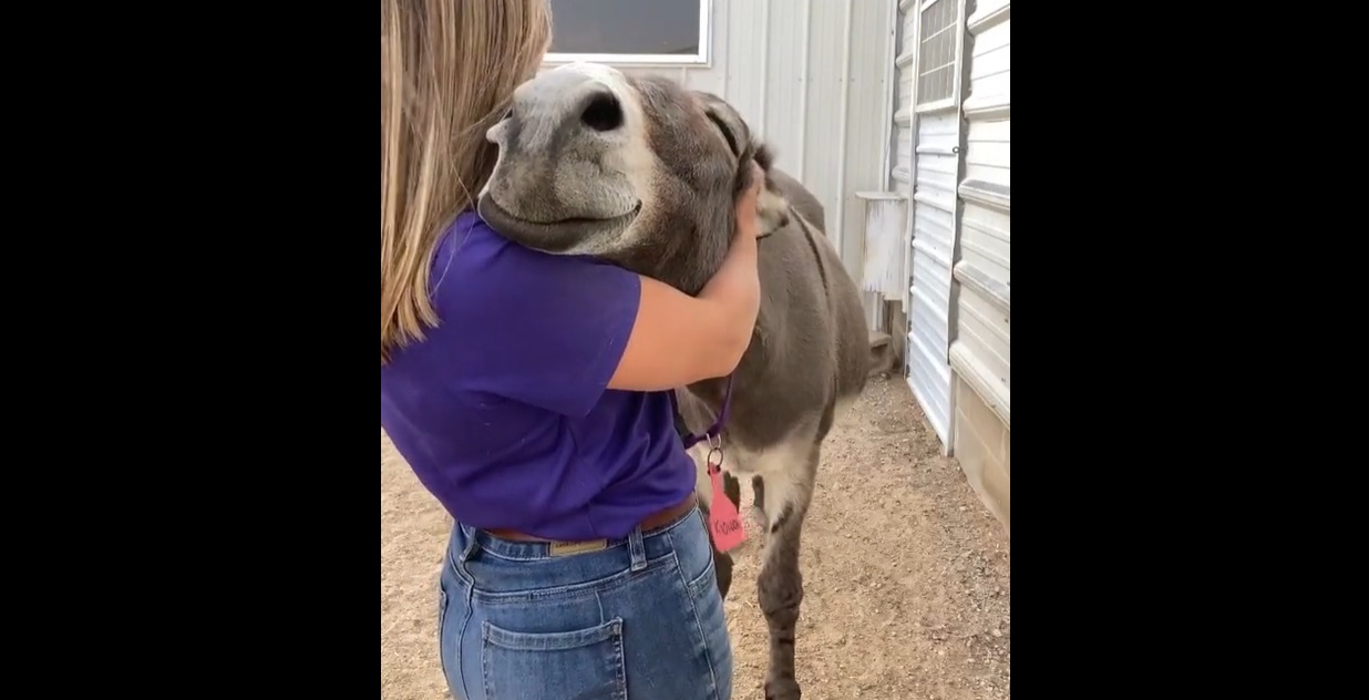 Top mignon ! Cet âne très heureux adore les câlins !