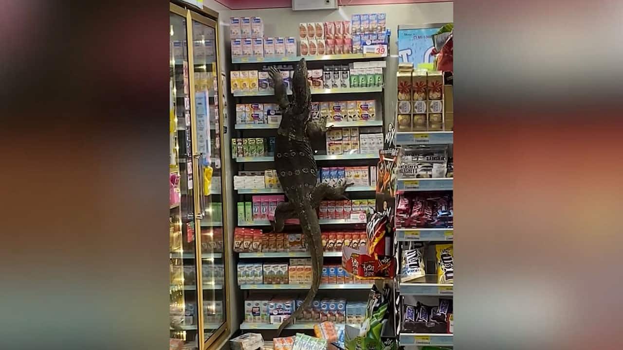 Panique en Thaïlande : Un varan s'invite dans un supermarché !