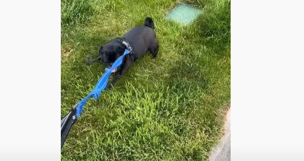 Cet adorable chien refuse de se balader... et le fait savoir de manière très drôle !