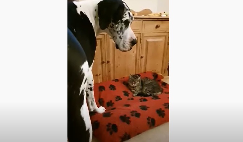 Un dogue allemand contraint de céder son lit... à un chat !