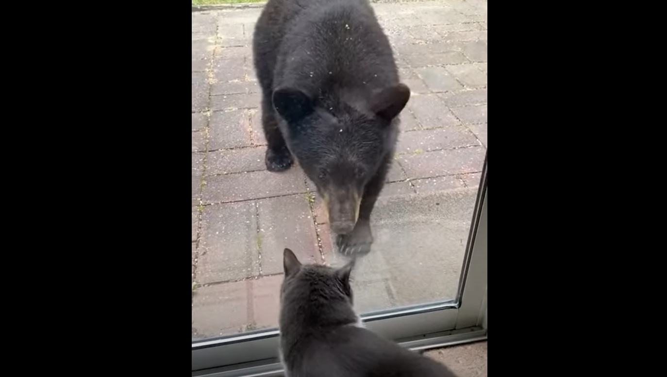 Ce surprenant face-à-face entre un ours... et un chat !