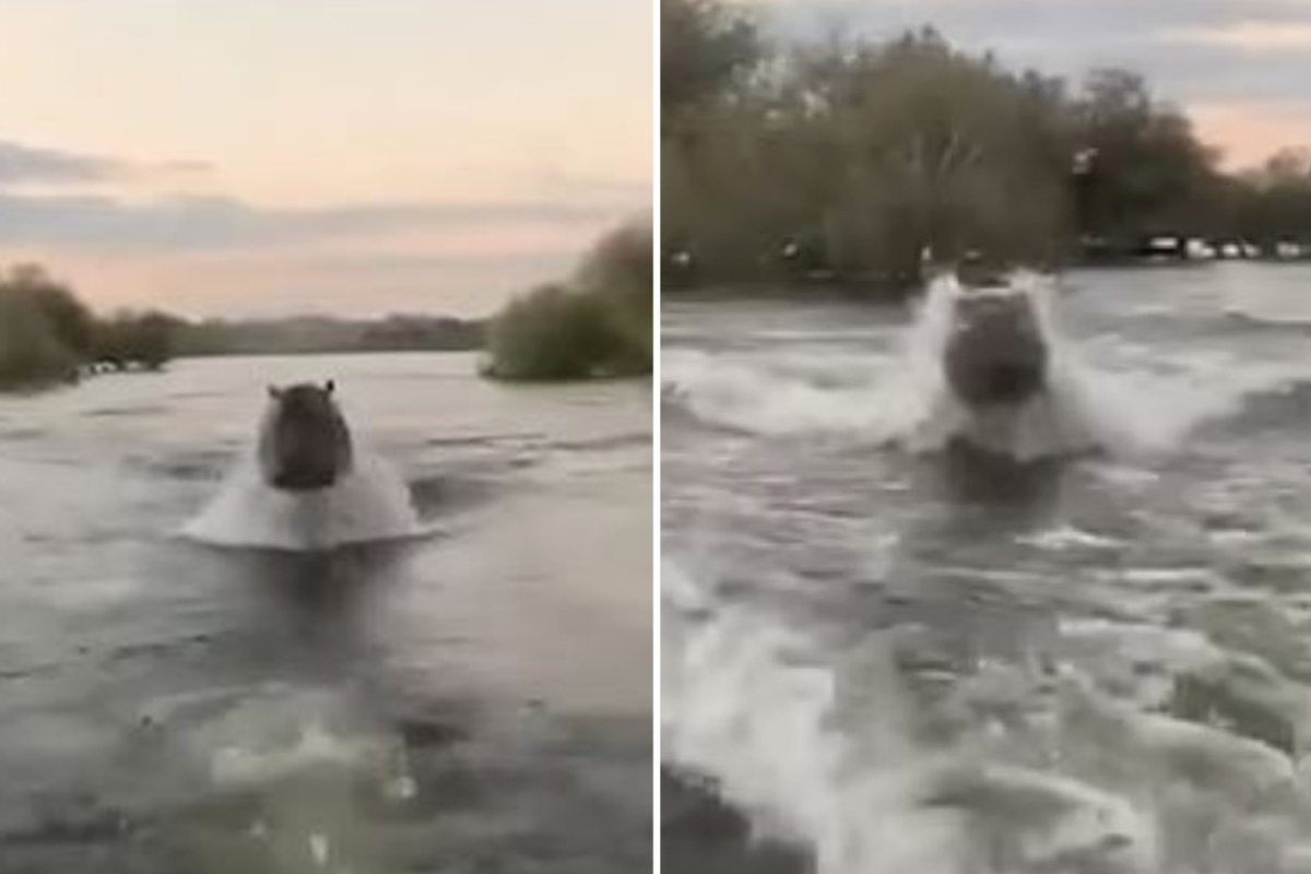 Effrayant ! Un hippopotame charge des touristes au Kenya !