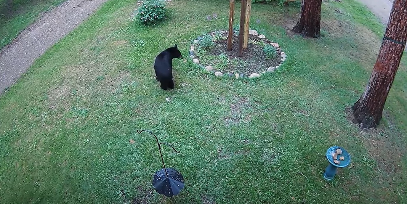 Effrayé par un chien, cet ours a une réaction... improbable !