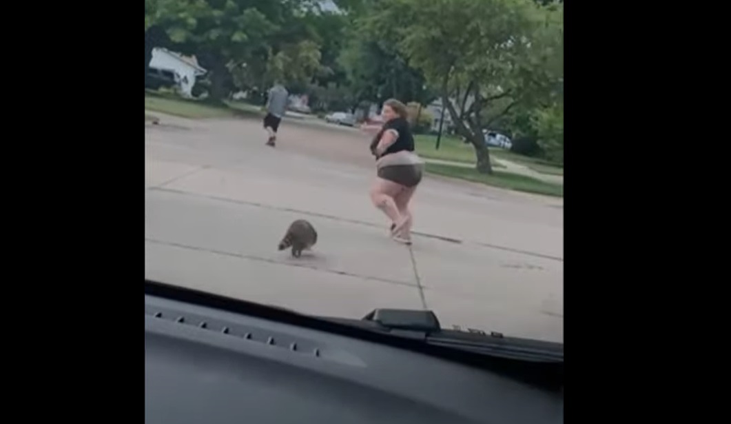 Une femme poursuivie... par un raton laveur en colère !