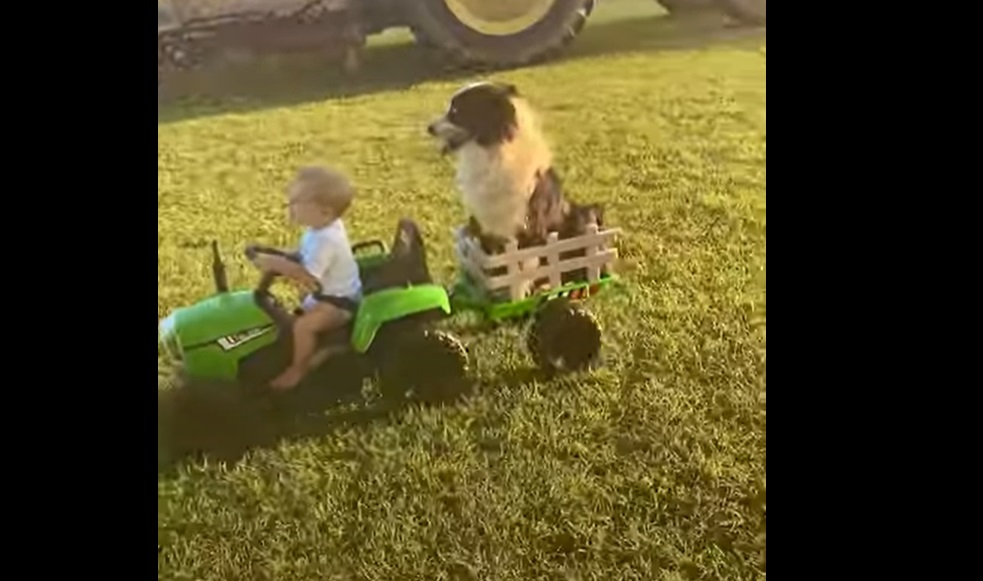 Adorable : Ce petit garçon joue aux agriculteurs... avec son chien !