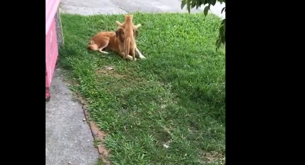 Un chaton attaque un chien... et c'est très drôle !