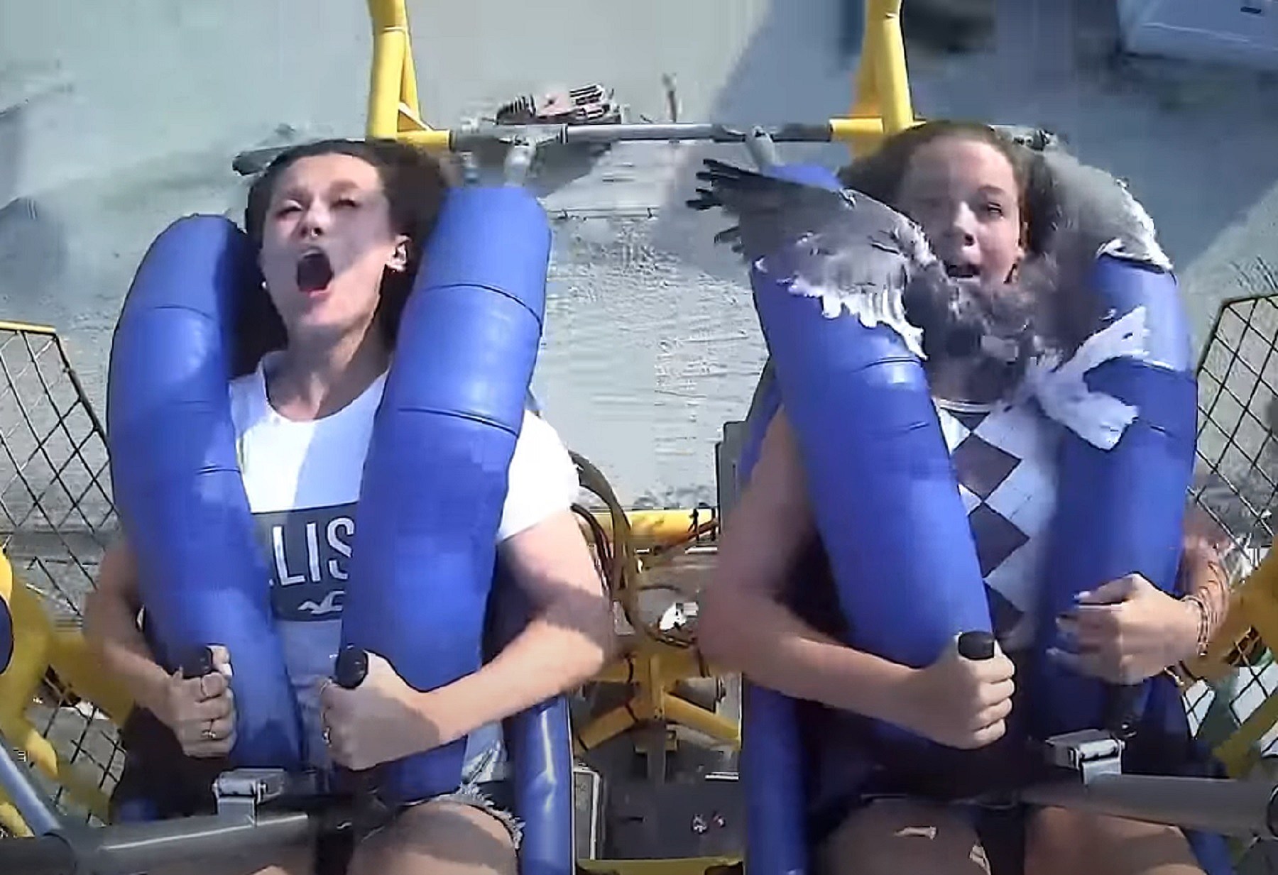 Une mouette atterrit sur son visage... en plein manège à sensation !