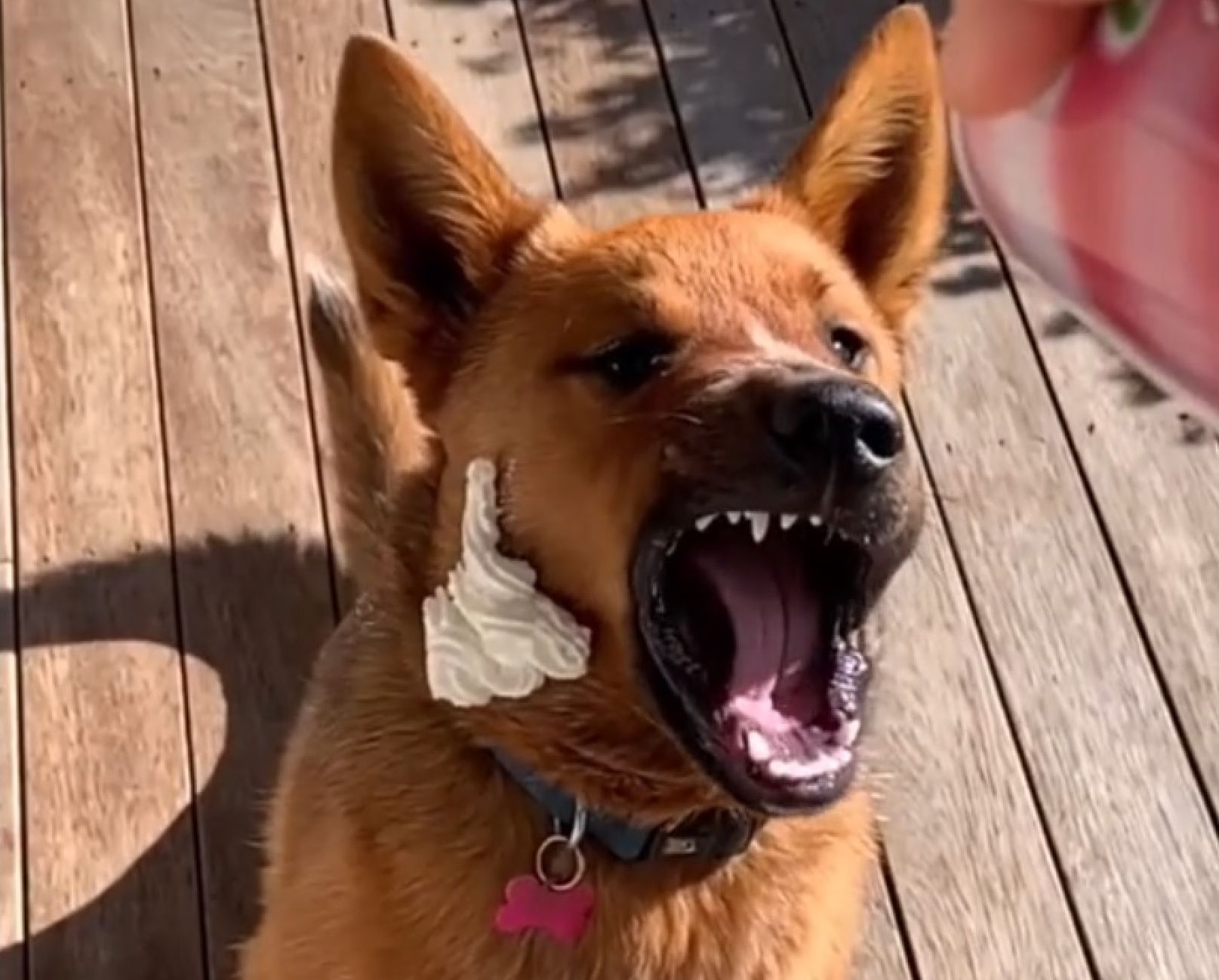 Cette chienne qui manque cruellement de coordination vous fera craquer !