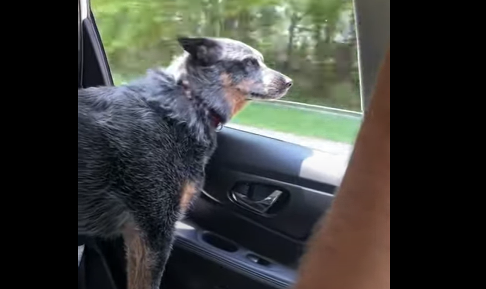 L'hilarante réaction de ce chien... à chaque fois qu'il croise une voiture !