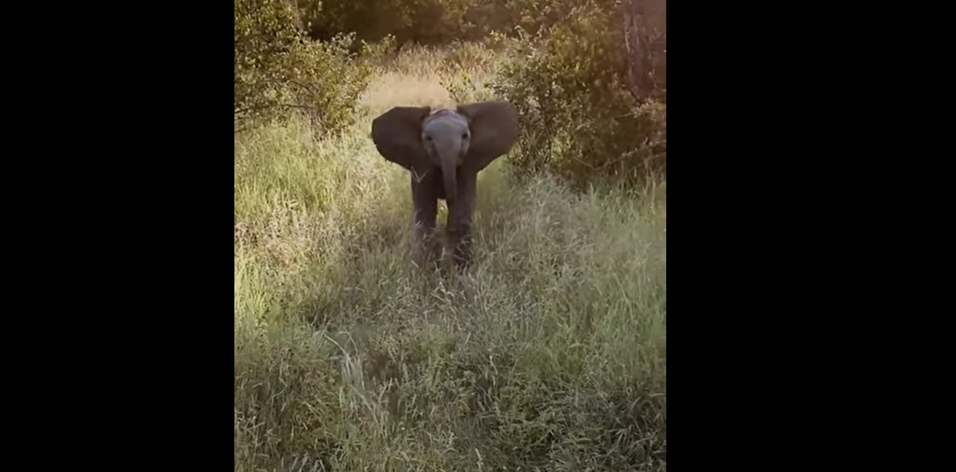 Cet éléphanteau veut faire comme les grands... et c'est adorable !