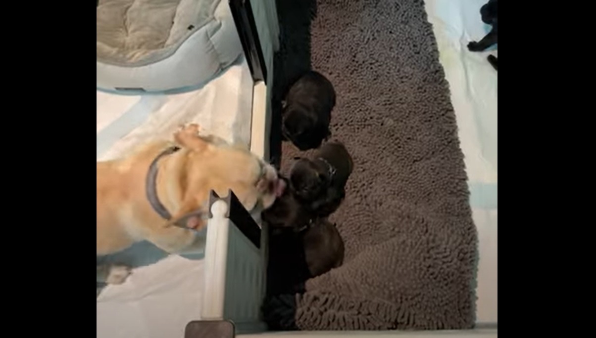 Ce chien fait la connaissance de ses chiots... Sa réaction est adorable !