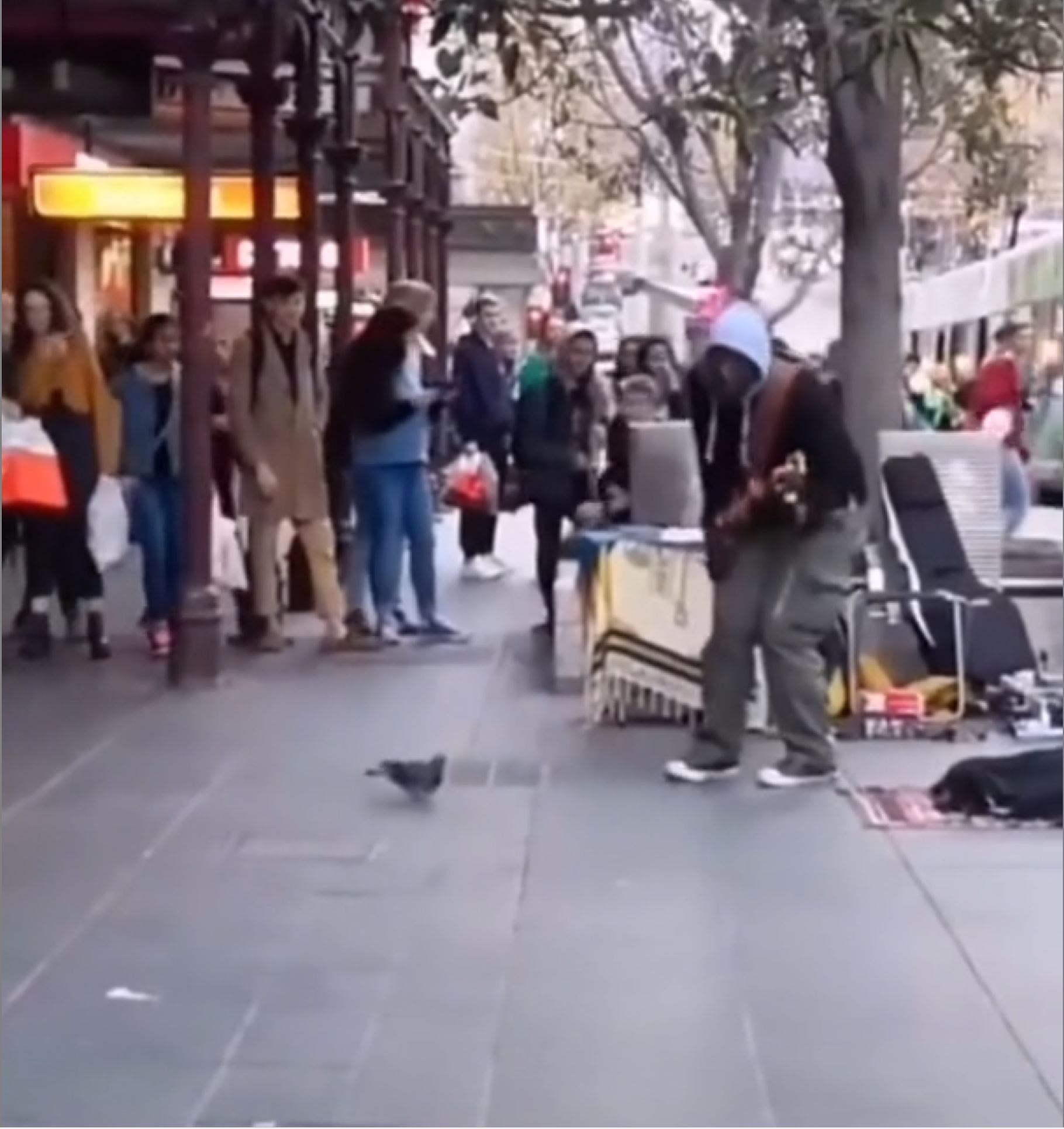 Ce pigeon semble fortement apprécier cet artiste de rue