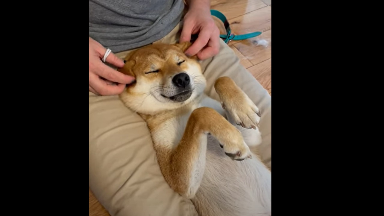 Cet adorable shiba inu aime que sa maîtresse joue avec ses oreilles !