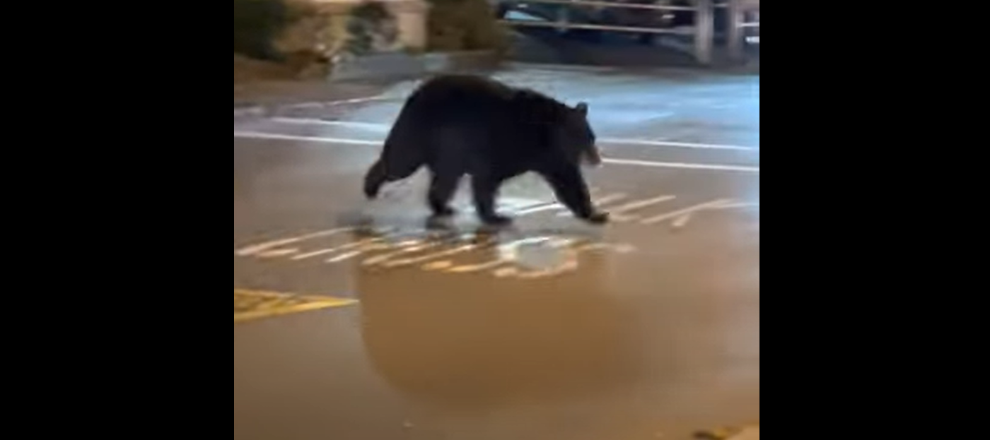 Grosse frayeur : Un ours se balade... en pleine ville !