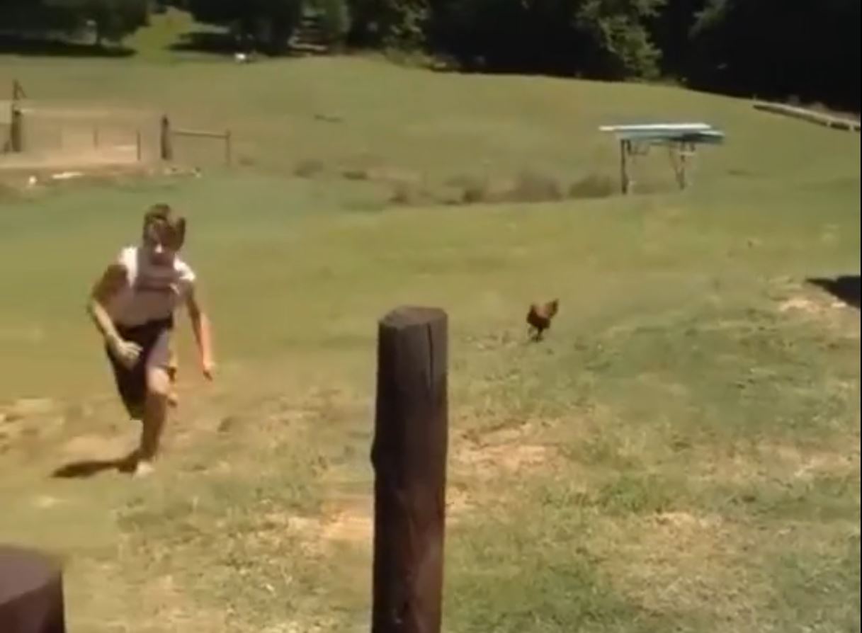 Incroyable : Ce coq arrive à avoir le dessus sur ce jeune homme !