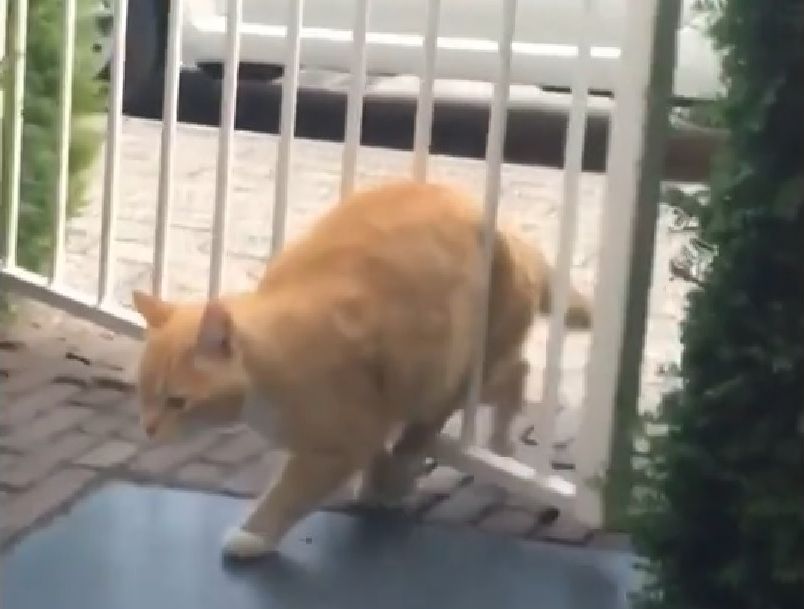 Coincé, ce chat a décidé de s'en prendre au portail du jardin !