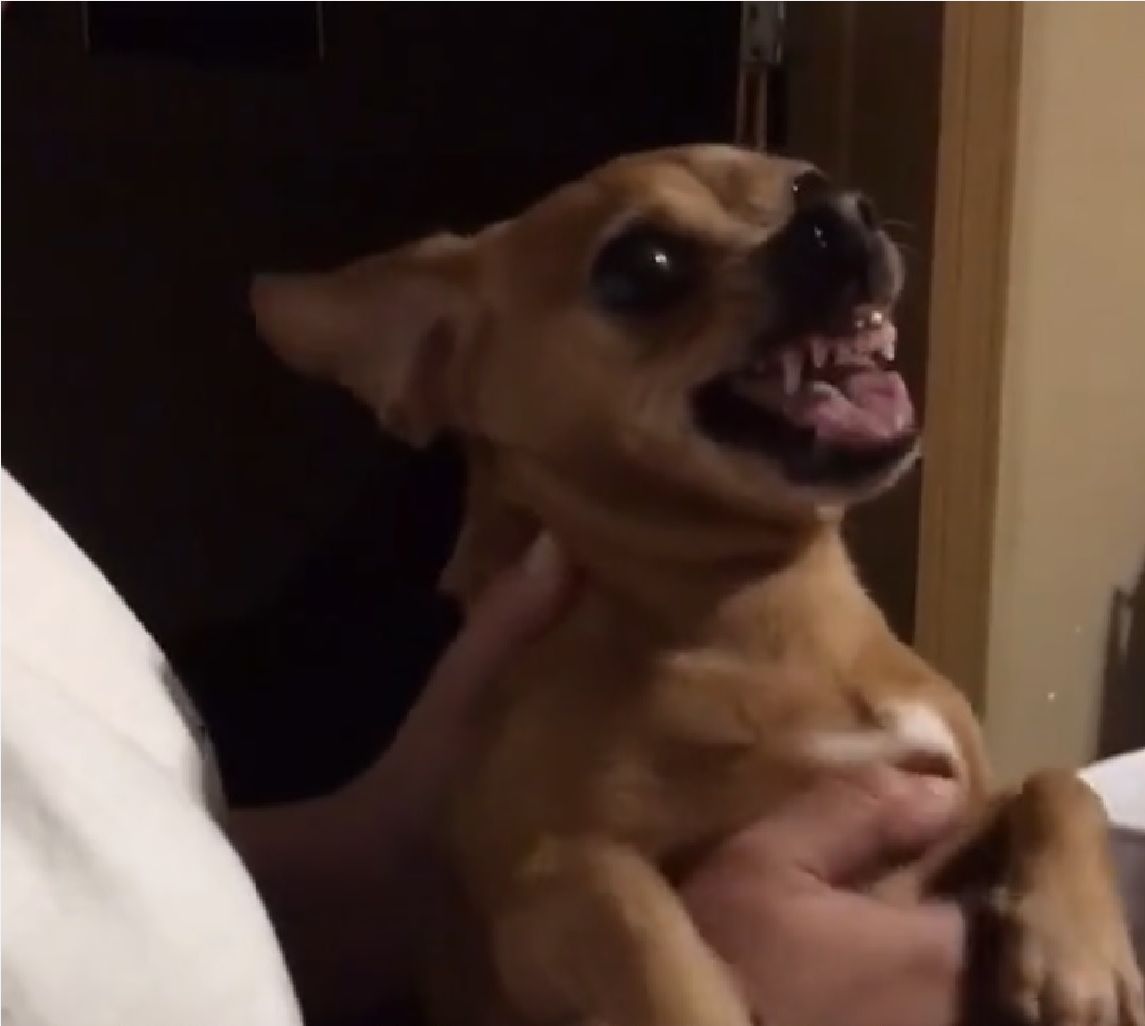 Elle &quot;exorcise&quot; son petit chien colérique et c'est hilarant !