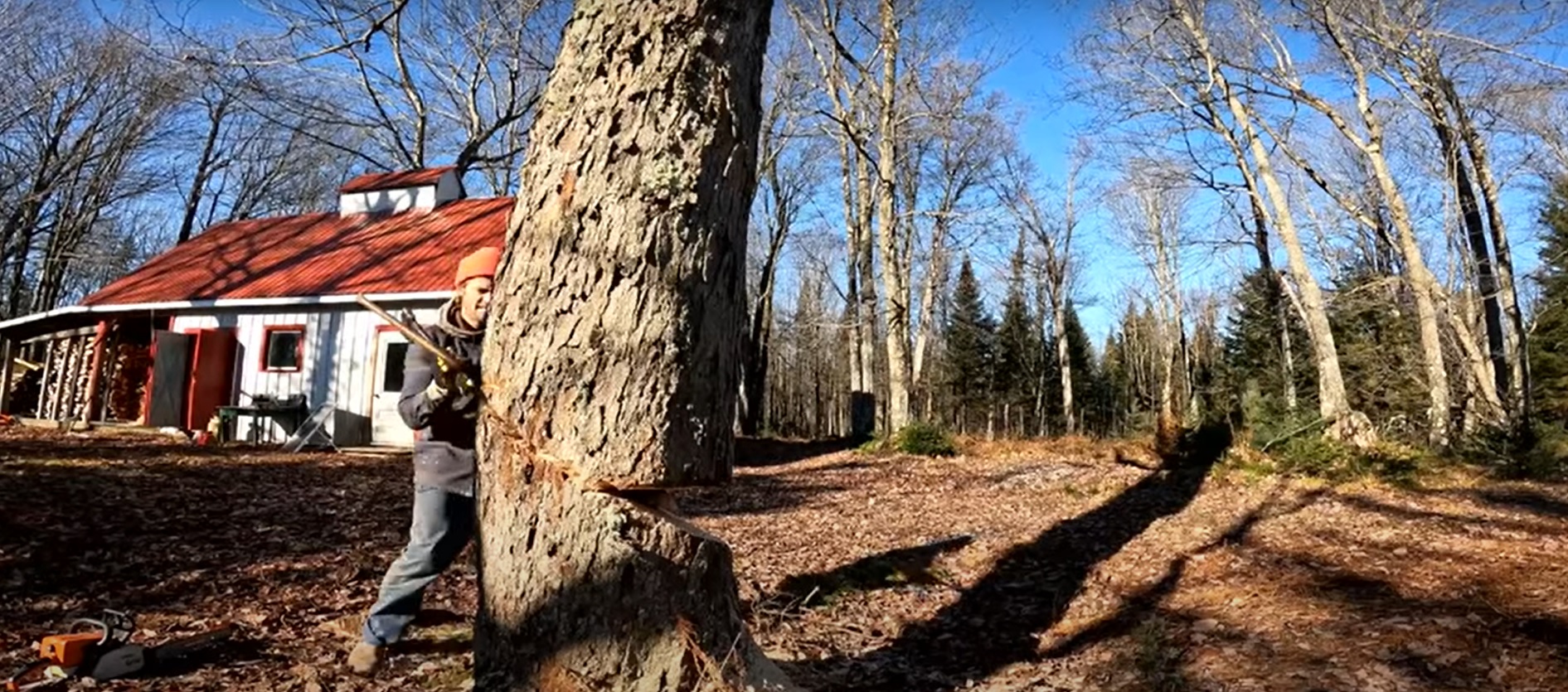 Il coupe un arbre près de sa maison... et évite le pire de justesse !