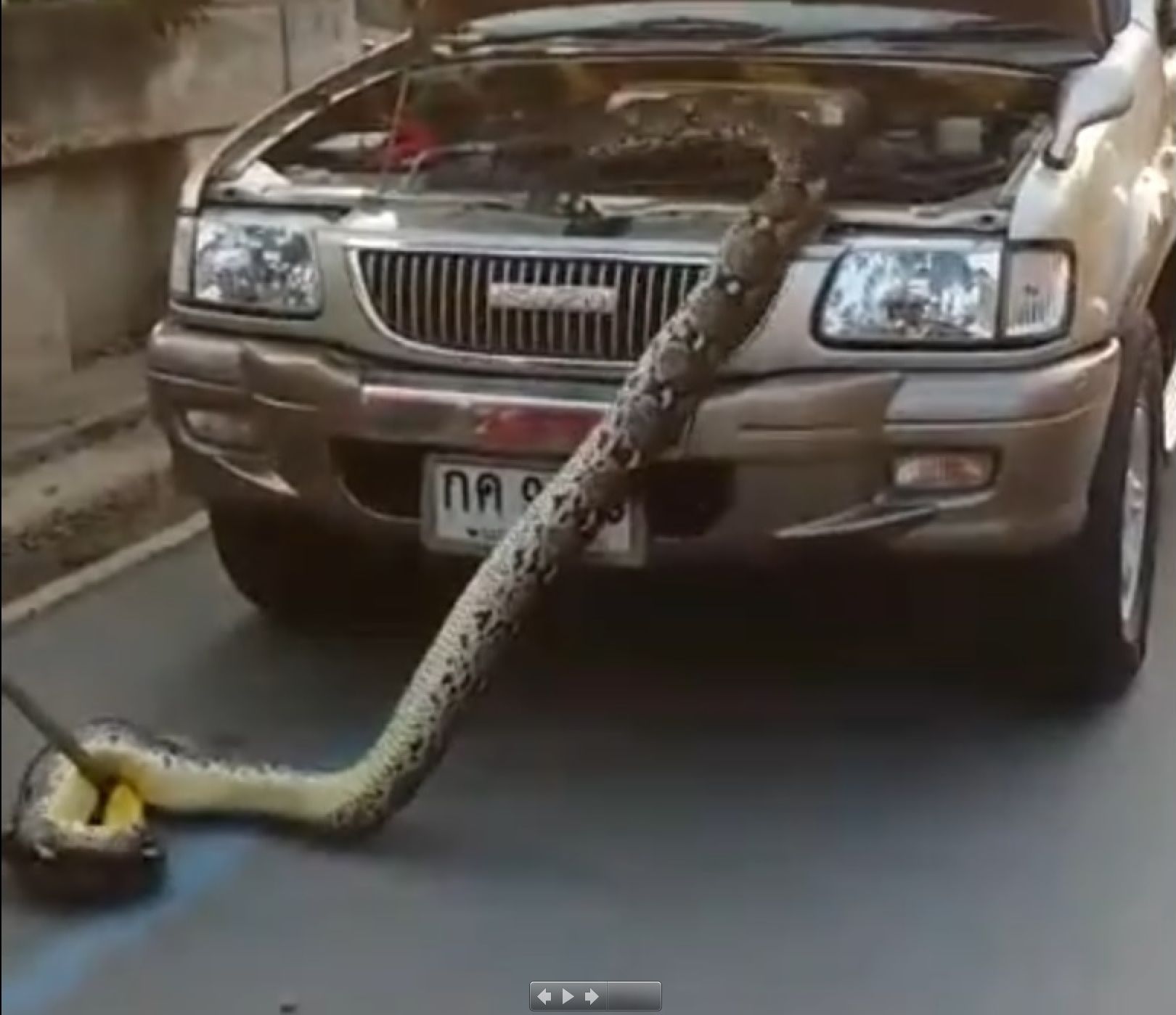 Il sort un python de près de trois mètres du capot d'une voiture