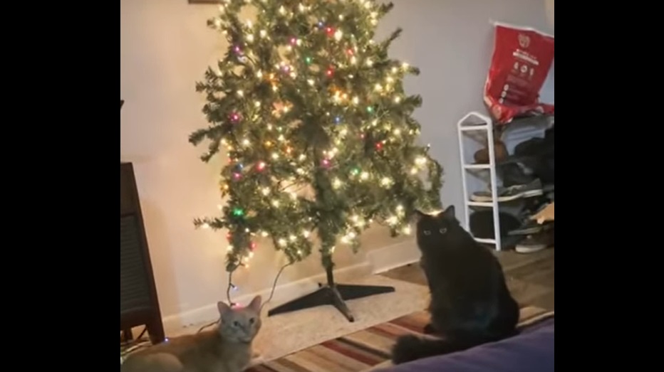 Ils font leur sapin de Noël... La réaction de leurs chats est hilarante !