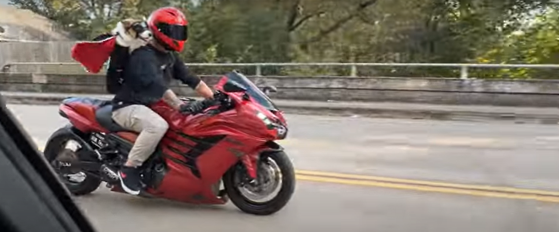 Trop drôle ! Ce corgi adore se balader... à moto !