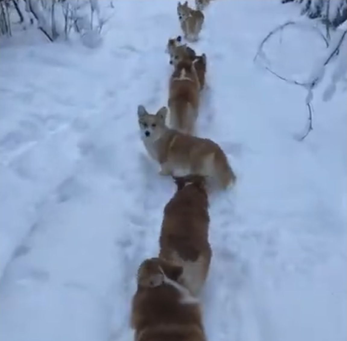 Trop mignon ! Ces corgis avancent en ligne dans la forêt enneigée