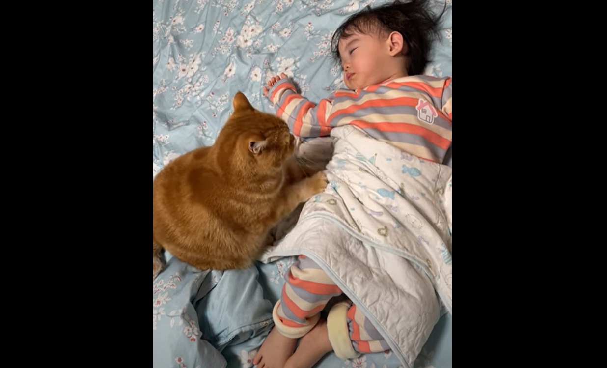 Ce chat est aux petits soins pour cet enfant... et c'est adorable