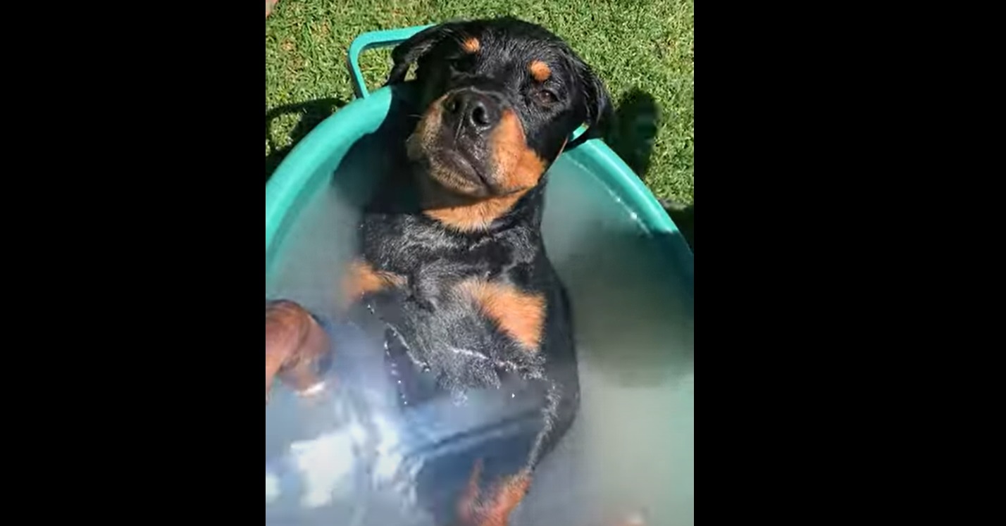 Ce rottweiler vit sa meilleure vie... et c'est juste trop mignon !