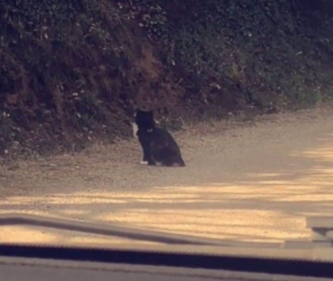 La réaction de ce chat au bruit du klaxon est hilarante !