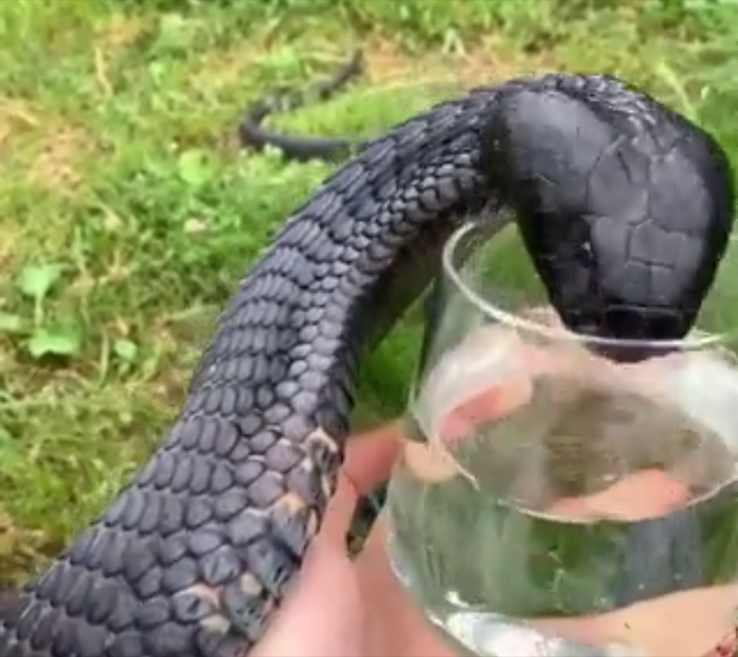 Assoiffé, ce serpent boit de l'eau dans un verre !