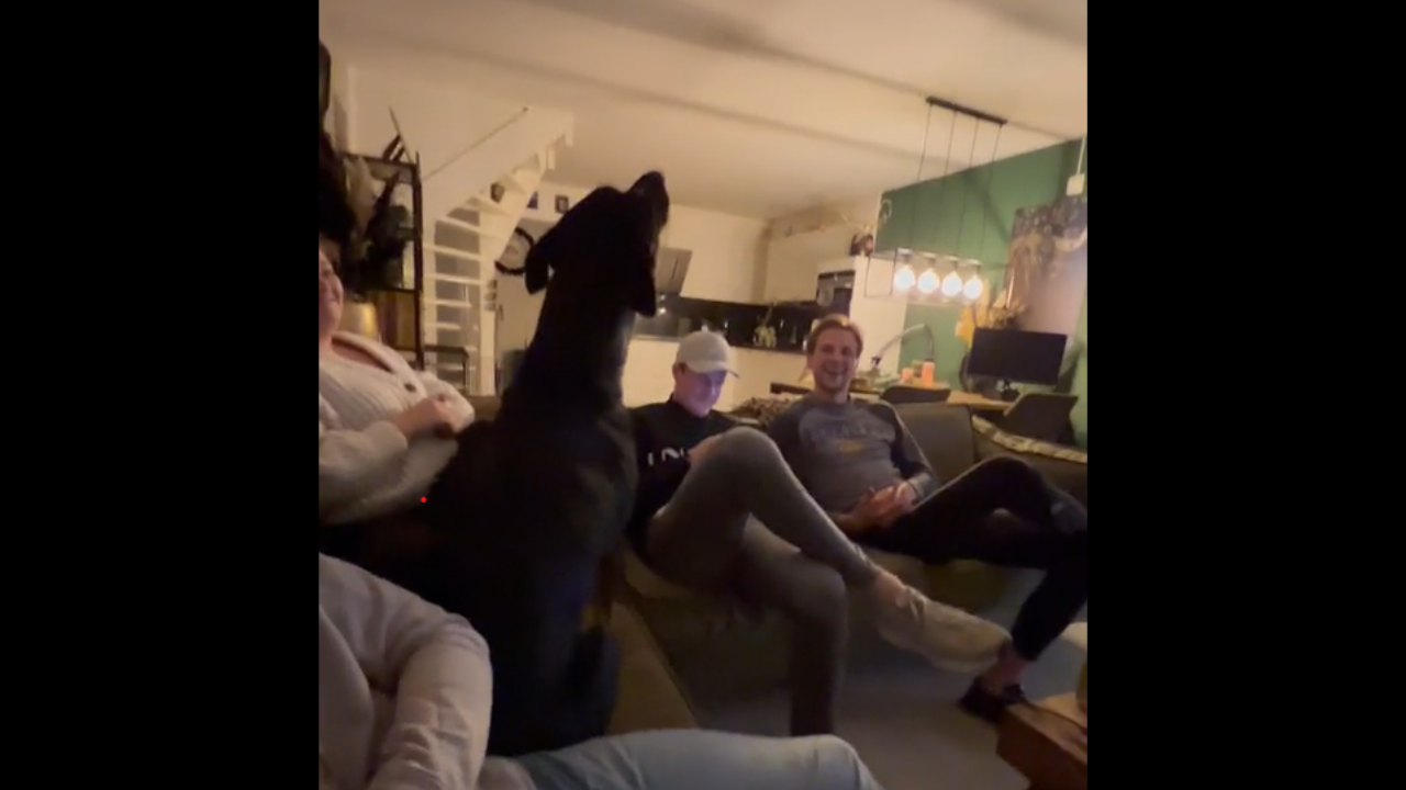 Découvrez un chien vraiment très fan de Whitney Houston !