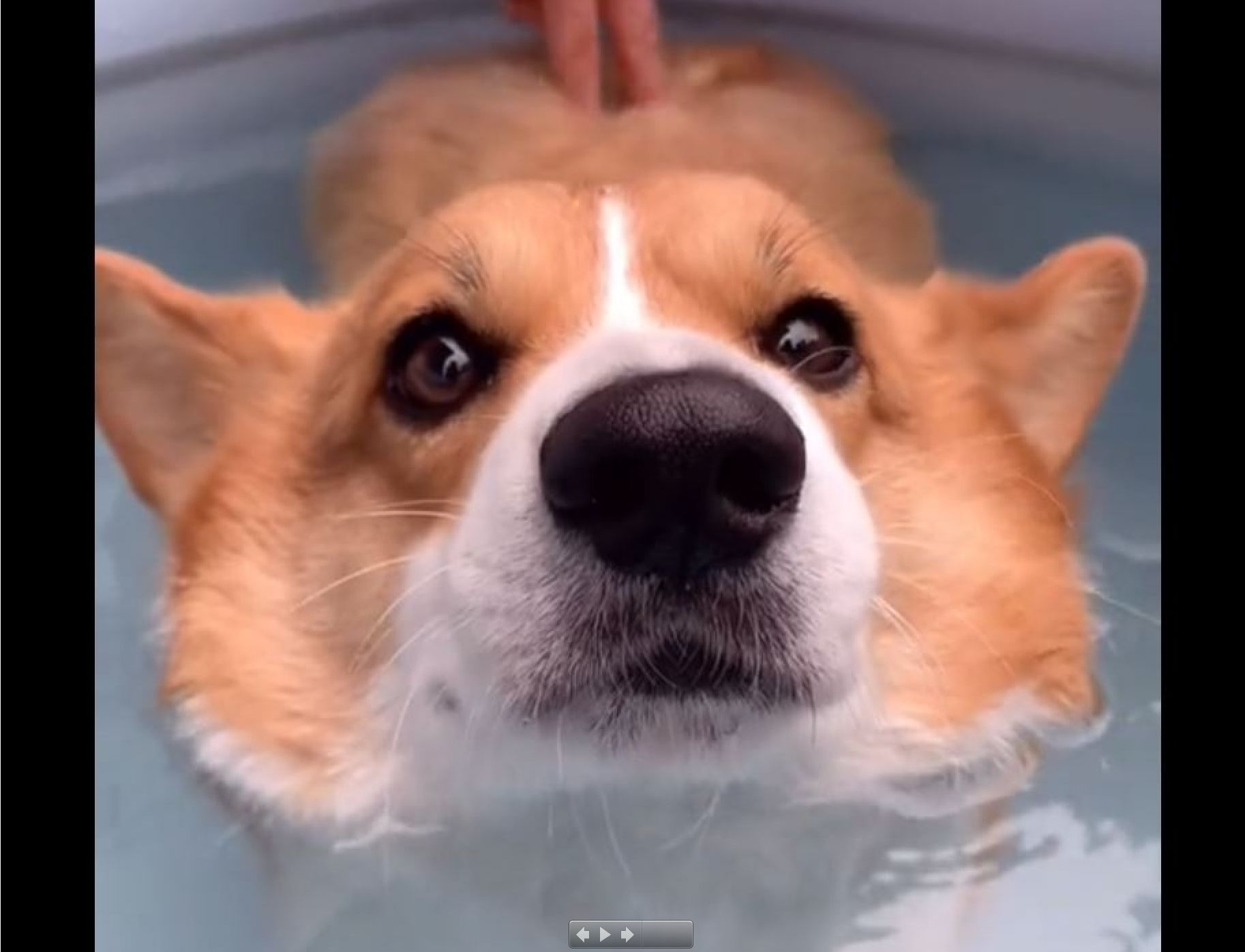 Impossible de plonger les fesses de ce Corgi dans l'eau !