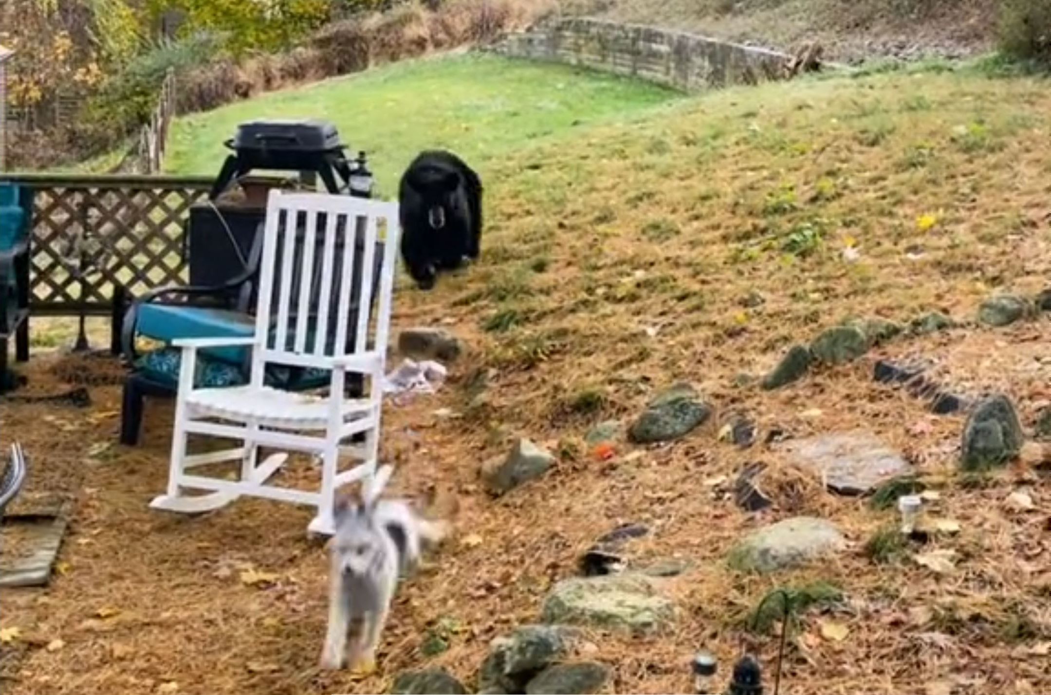 Ce chien pensait pouvoir avoir le dessus sur un ours, il a vite déchanté