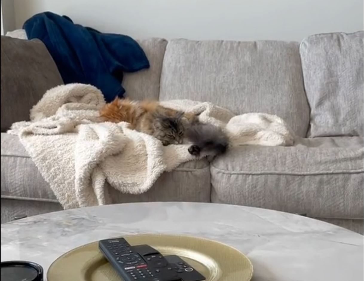 Ces chats foncent à chaque bruit des distributeurs de croquettes automatiques