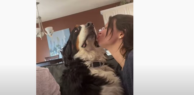 Découvrez l'hilarante réaction de ce chien quand la chérie de son maître tente de lui faire un bisou