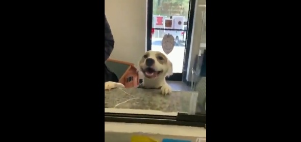 La réaction de ce chien qui vient d'être adopté est particulièrement touchante