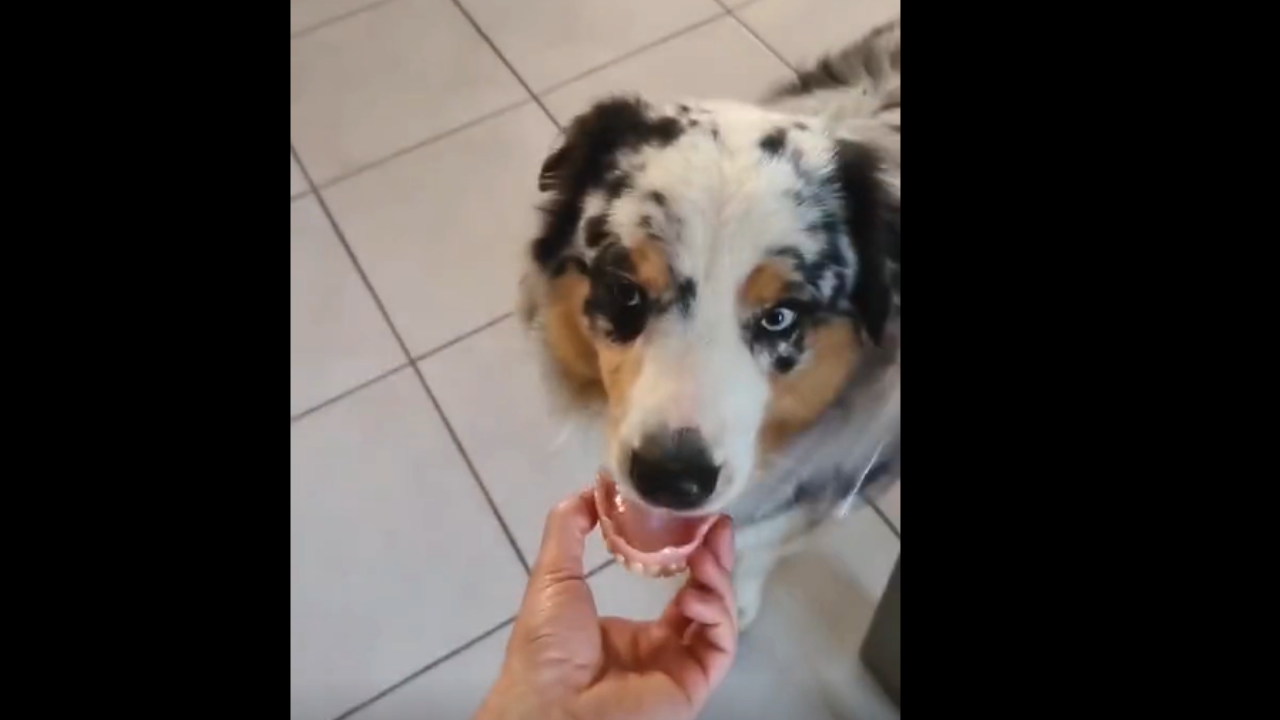 Avez-vous déjà vu un chien avec un dentier ? C'est hilarant !