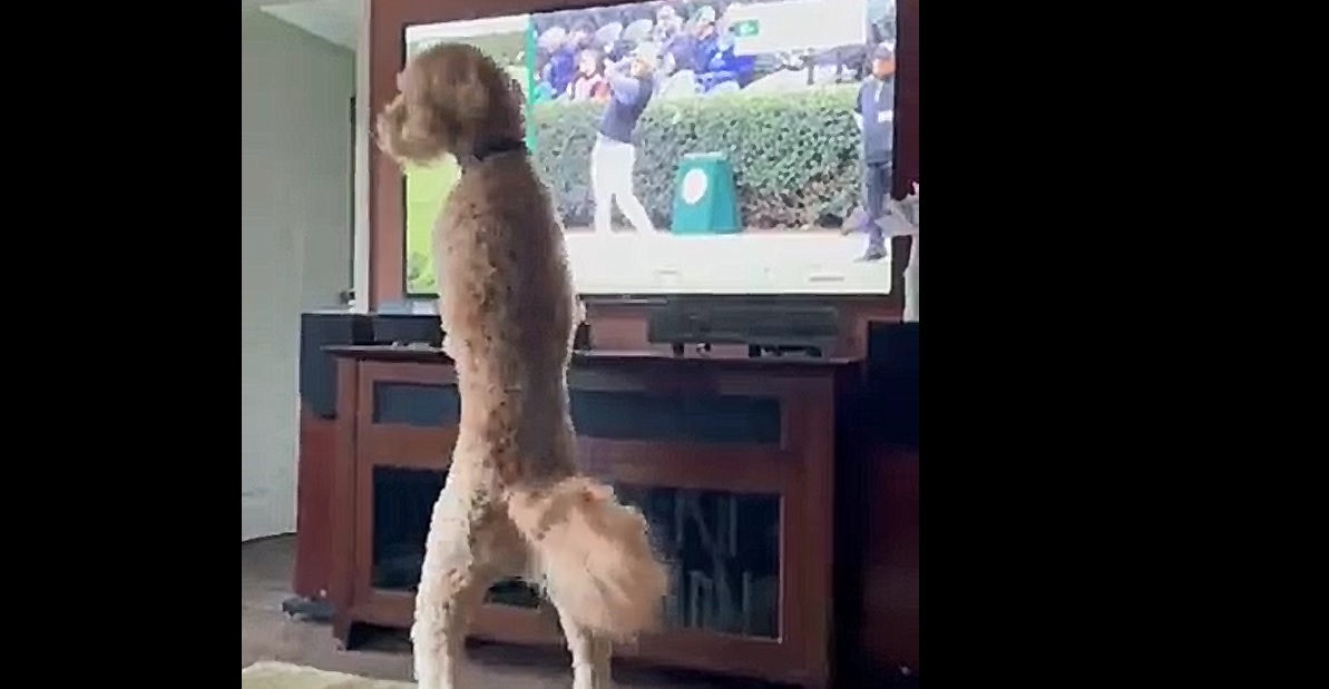 Ce chien est totalement captivé par un tournoi de golf à la télévision... et c'est très drôle !