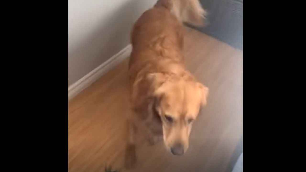 Ces chiens perdent l'équilibre en voyant un chat ! La vidéo est hilarante