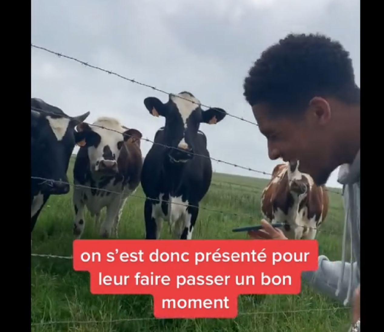 Ces vaches tombent amoureuses d'un groupe d'adolescents