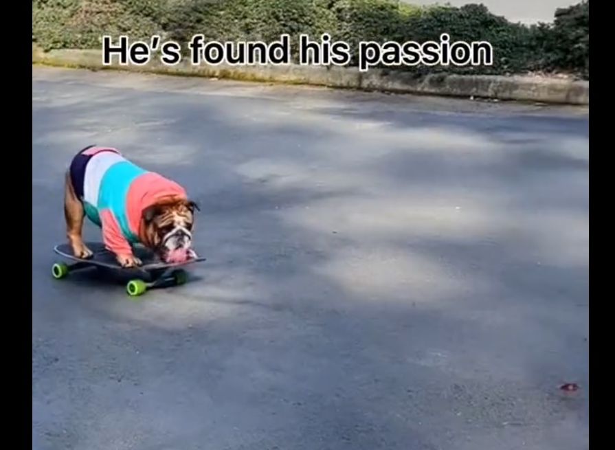 Trop mignon ! Ce chien skateur va vous faire fondre