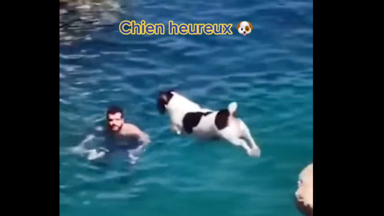 Adorable ! Ce petit chien passe des vacances d'été de rêve