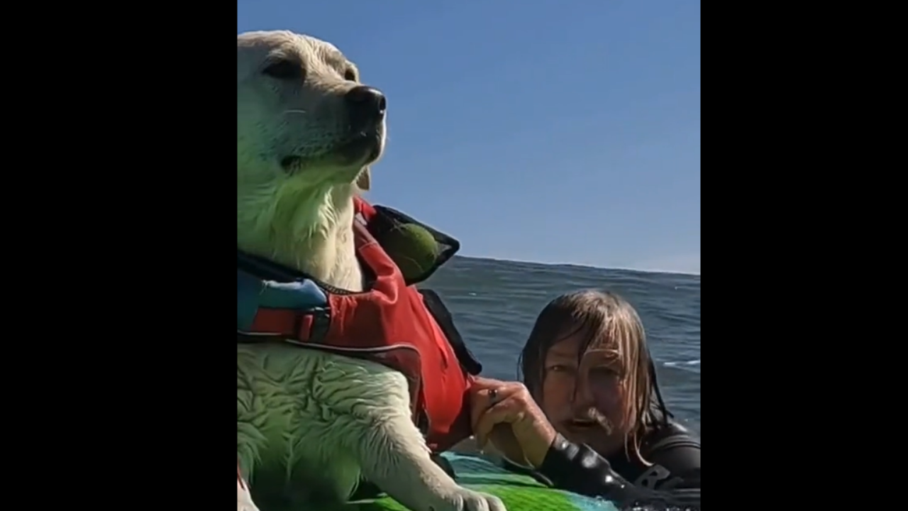 Avez-vous déjà vu un chien faire du surf ? La vidéo est incroyable