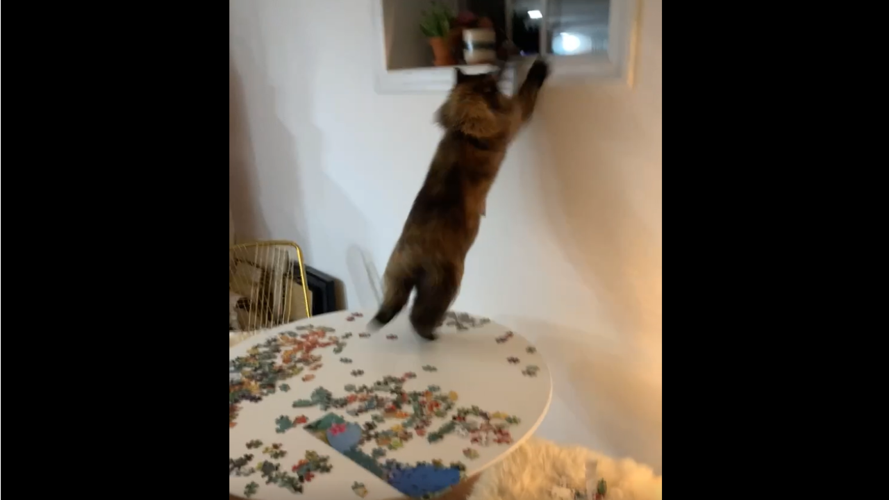 Ce chat démolit en une fraction de seconde le puzzle de son maître