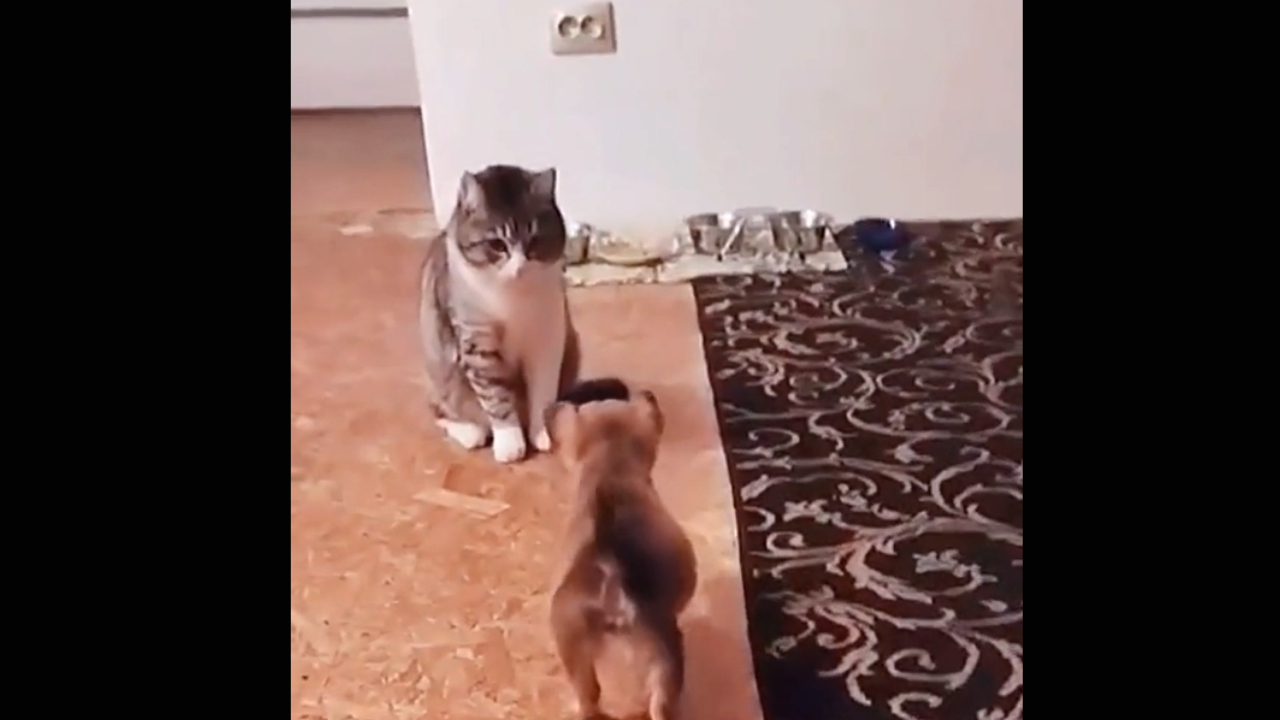 Ce chiot prend peur en s'approchant d'un chat ! Drôle de réaction