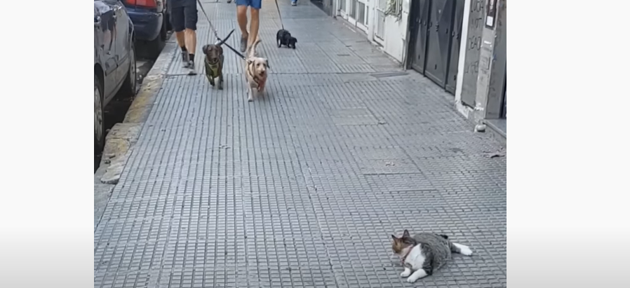 Découvrez l'adorable réaction de ce chat à chaque fois qu'il croise des passants