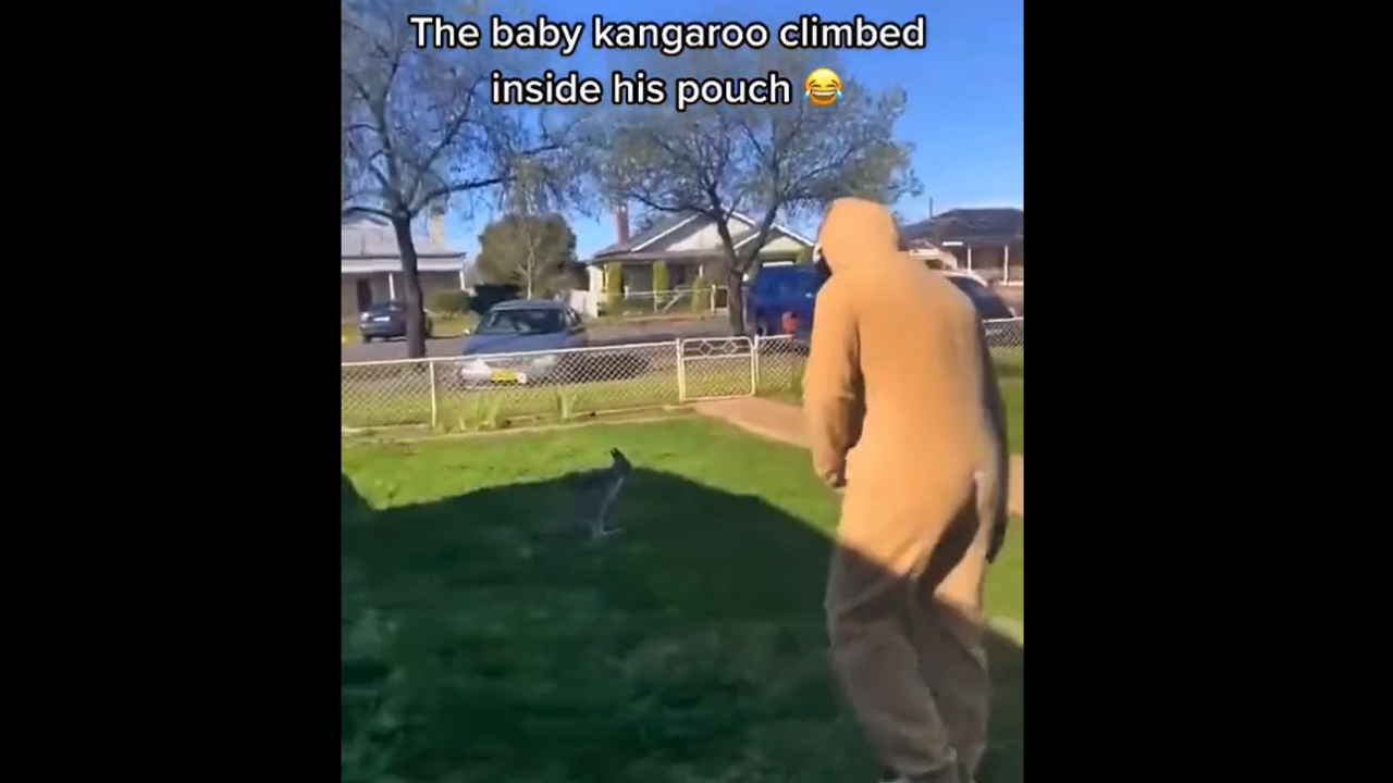 Un bébé kangourou confond sa mère avec un homme déguisé ! Sa réaction est incroyable