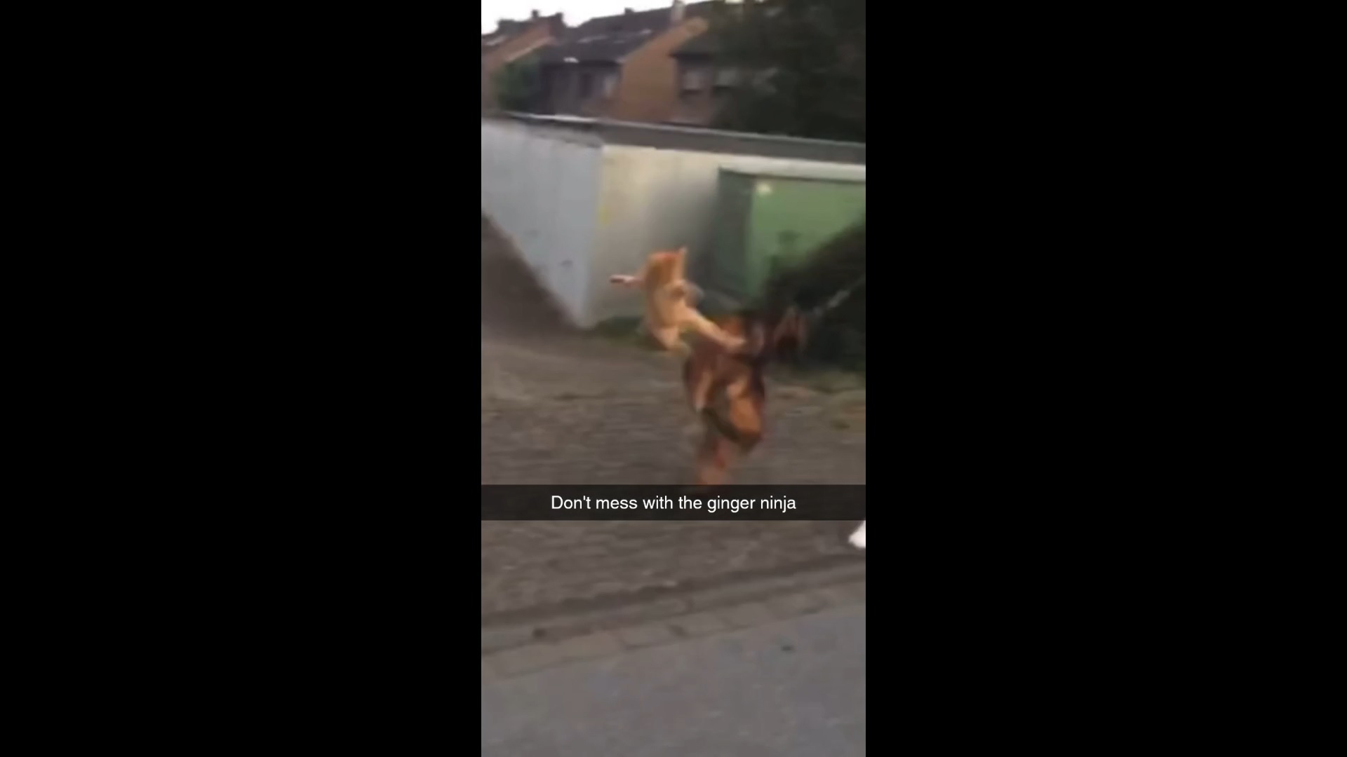 Ce chat montre à ce Berger Allemand qu'il ne faut pas le chercher !