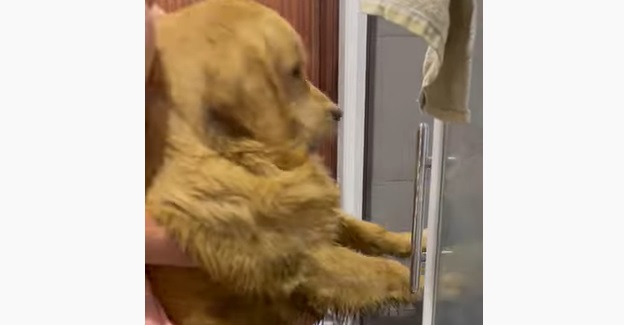 Ce chien refuse de prendre son bain... et c'est très drôle !